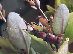 Dicelosternus corallinus