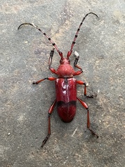 Dicelosternus corallinus