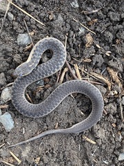 Thamnophis sirtalis sirtalis