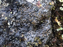 Fuscopannaria praetermissa