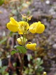 Calceolaria tripartita