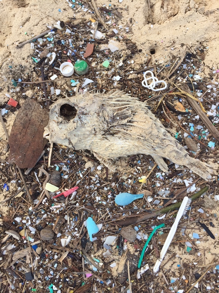 Balloonfish