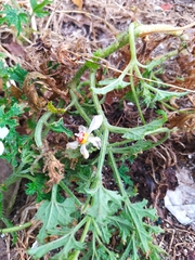 Blumenbachia insignis