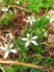 Blumenbachia insignis