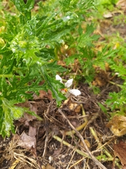 Blumenbachia insignis