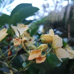 Senna hayesiana