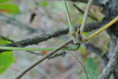 Pueraria montana