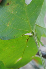 Pueraria montana