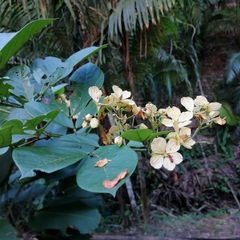 Senna hayesiana
