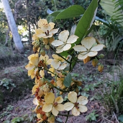 Senna hayesiana