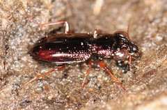 Notiophilus aeneus