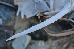 Ariidae