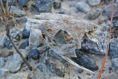 Ariidae