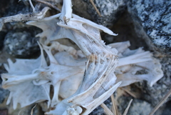 Ariidae
