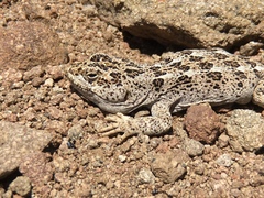 Diplolaemus leopardinus