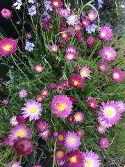 Actinodium cunninghamii