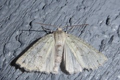 Declana niveata