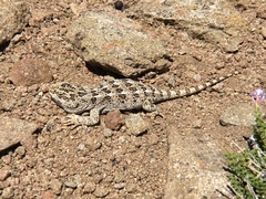 Diplolaemus leopardinus