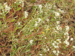 Baccharis halimifolia image