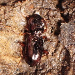 Notiophilus aeneus