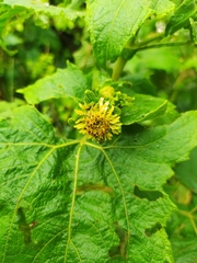 Smallanthus connatus