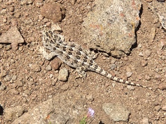 Diplolaemus leopardinus