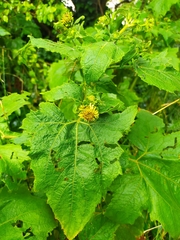 Smallanthus connatus