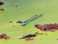 Austroagrion exclamationis