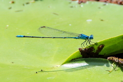 Pseudagrion cingillum