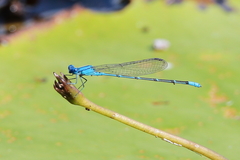 Pseudagrion cingillum