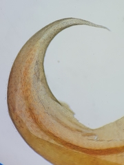 Scorpidium revolvens