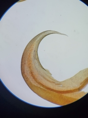 Scorpidium revolvens