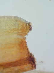 Scorpidium revolvens