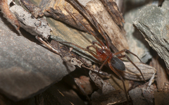 Mesiotelus