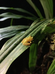 Pristimantis eriphus