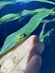 Pristimantis eriphus