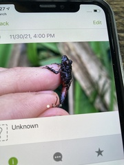 Pristimantis sacharuna