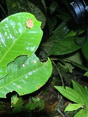 Pristimantis incomptus