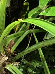 Pristimantis petersioides