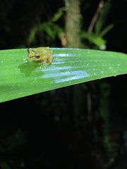 Pristimantis petersioides