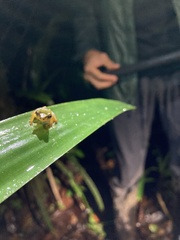 Pristimantis petersioides