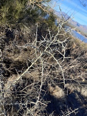 Sarcomphalus obtusifolius canescens