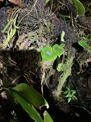 Pristimantis diadematus