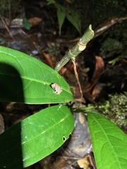 Pristimantis altamnis
