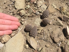 Pterocactus neuquensis
