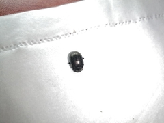 Chrysolina exanthematica