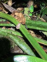 Pristimantis altamnis