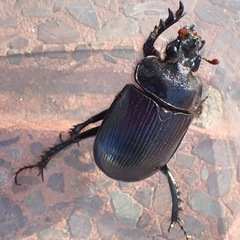 Ceratophyus hoffmannseggi