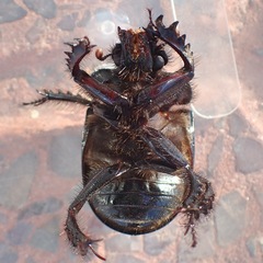 Ceratophyus hoffmannseggi