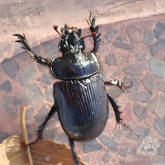 Ceratophyus hoffmannseggi